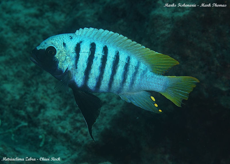 Maylandia zebra 'Chiwi Rocks'